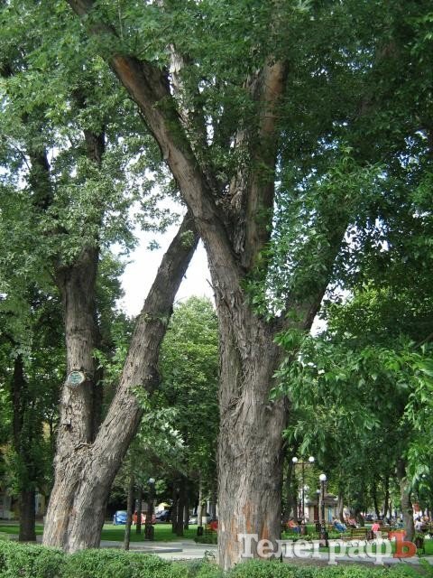 У Кременчуці 100-річні дерева потребують захисту У Кременчуці 100-річні дерева потребують захисту