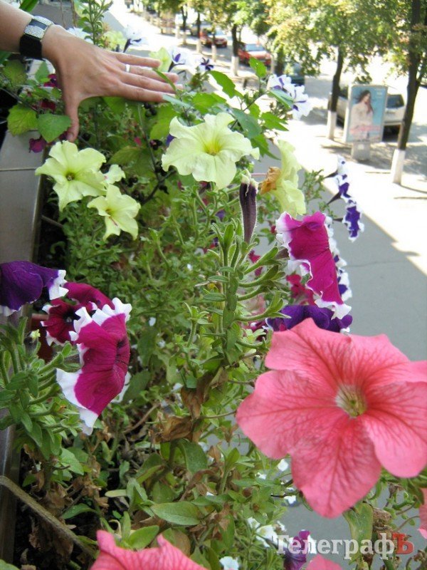 Кременчужани вміють вирощувати на одному підвіконні і квіти, і каву, і огірки Кременчужани вміють вирощувати на одному підвіконні і квіти, і каву, і огірки