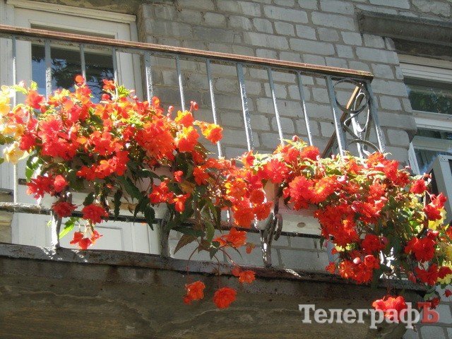 Кременчужани вміють вирощувати на одному підвіконні і квіти, і каву, і огірки Кременчужани вміють вирощувати на одному підвіконні і квіти, і каву, і огірки