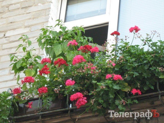 Кременчужани вміють вирощувати на одному підвіконні і квіти, і каву, і огірки Кременчужани вміють вирощувати на одному підвіконні і квіти, і каву, і огірки