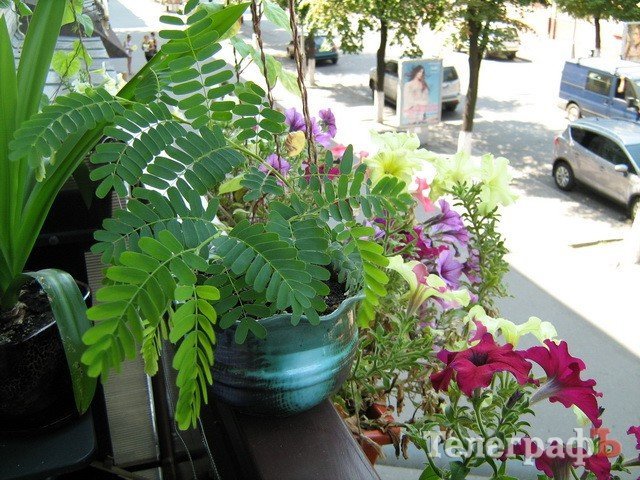 Кременчужани вміють вирощувати на одному підвіконні і квіти, і каву, і огірки Кременчужани вміють вирощувати на одному підвіконні і квіти, і каву, і огірки