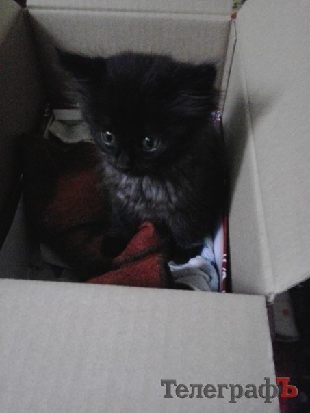 Возьмите меня! Я же пушистый! Возьмите меня! Я же пушистый!