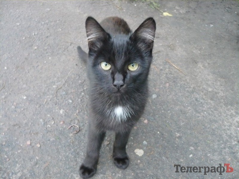 «Мне везет, если черный кот дорогу перейдет» «Мне везет, если черный кот дорогу перейдет»