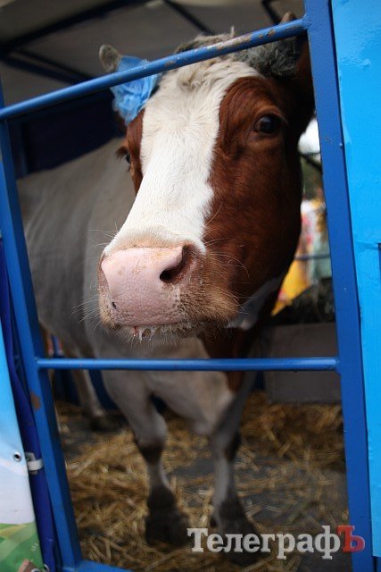 Extreme-zone 2013: что делала корова на площади Победы Extreme-zone 2013: что делала корова на площади Победы