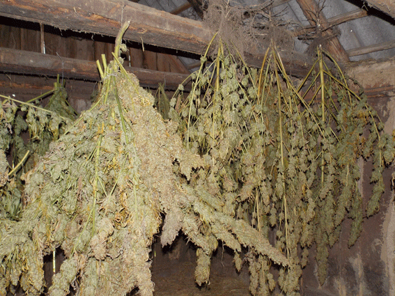 Он просто хотел качественной марихуаны... Он просто хотел качественной марихуаны...