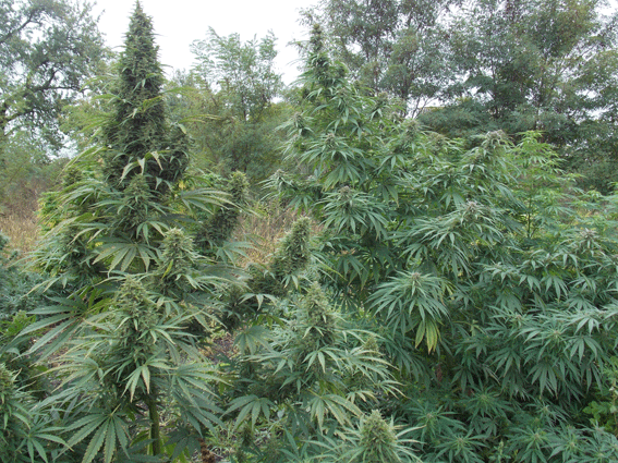 Он просто хотел качественной марихуаны... Он просто хотел качественной марихуаны...