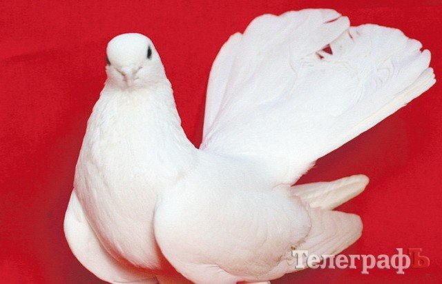 Азбука кременчужанина Азбука кременчужанина