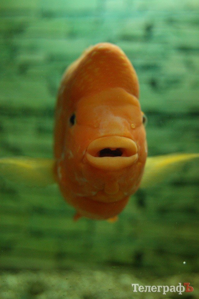 Хладнокровный цитрон-убийца в Кременчуге Хладнокровный цитрон-убийца в Кременчуге