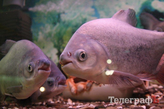 Хладнокровный цитрон-убийца в Кременчуге Хладнокровный цитрон-убийца в Кременчуге