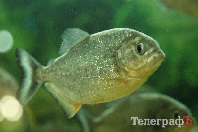 Хладнокровный цитрон-убийца в Кременчуге Хладнокровный цитрон-убийца в Кременчуге