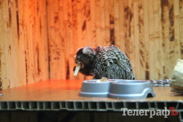 Хладнокровный цитрон-убийца в Кременчуге Хладнокровный цитрон-убийца в Кременчуге