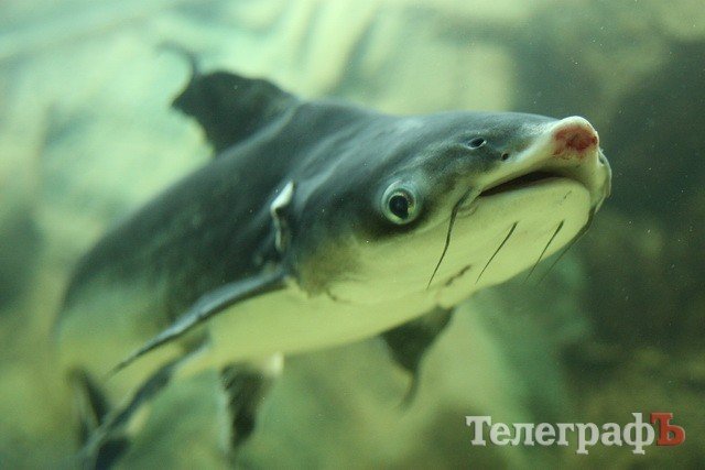 Хладнокровный цитрон-убийца в Кременчуге Хладнокровный цитрон-убийца в Кременчуге