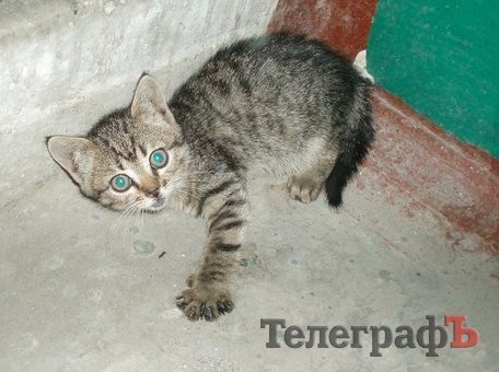 Котенок хочет в семью, пока его дом - подъезд Котенок хочет в семью, пока его дом - подъезд