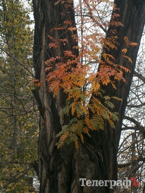 "Вот так чудо" - в Кременчуге дерево выросло в дереве "Вот так чудо" - в Кременчуге дерево выросло в дереве