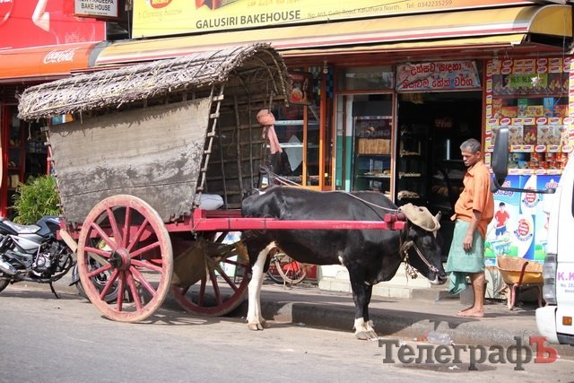 На Шри-Ланке украинцев считают богачами На Шри-Ланке украинцев считают богачами