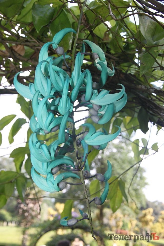 На Шри-Ланке украинцев считают богачами На Шри-Ланке украинцев считают богачами