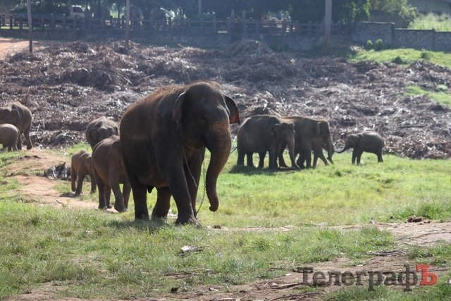 На Шри-Ланке украинцев считают богачами На Шри-Ланке украинцев считают богачами