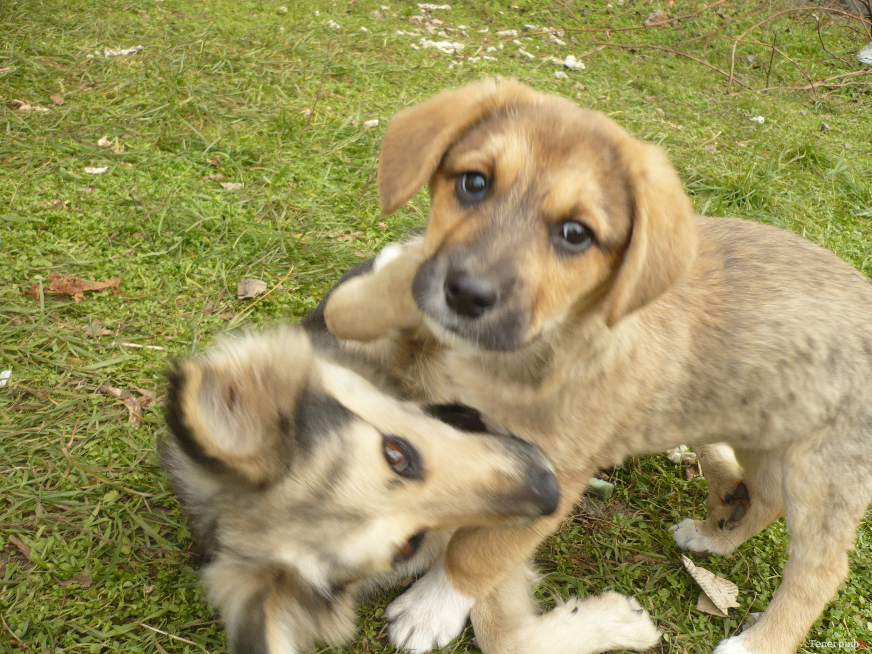 SOS! Помогите пристроить малышей! SOS! Помогите пристроить малышей!