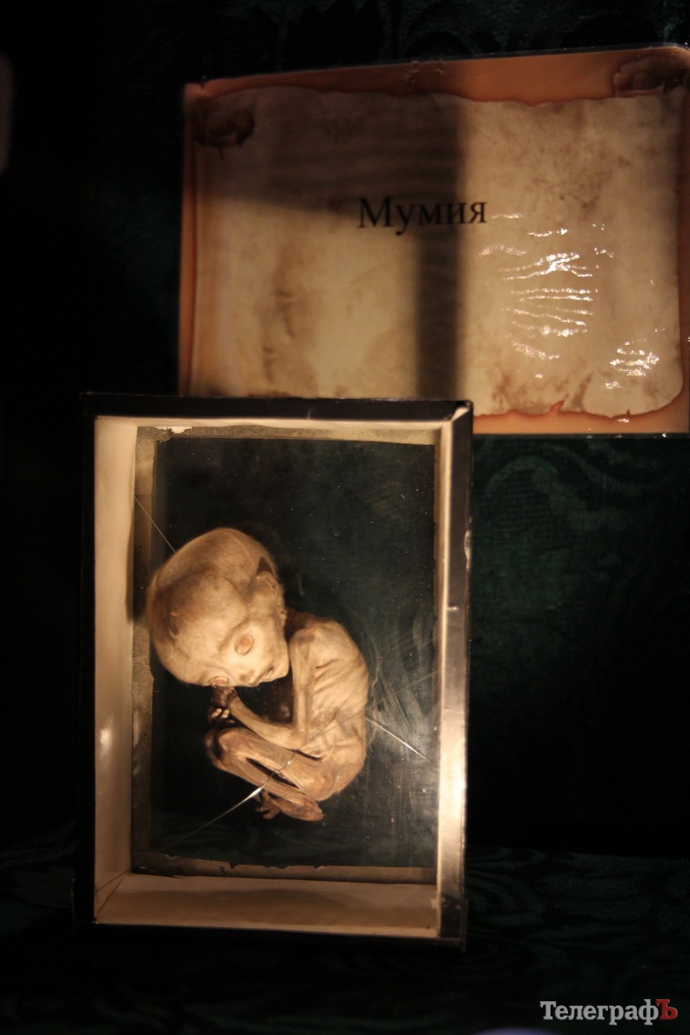 Двуглавый Паскуаль и грудь порноактрисы в Кременчуге Двуглавый Паскуаль и грудь порноактрисы в Кременчуге