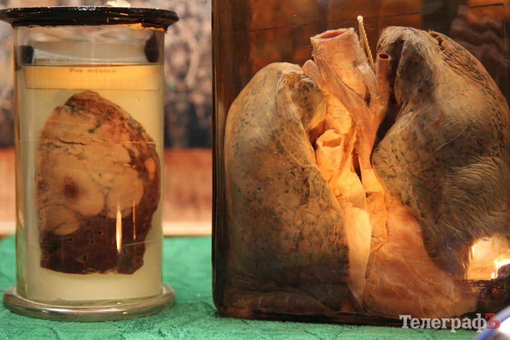 Двуглавый Паскуаль и грудь порноактрисы в Кременчуге Двуглавый Паскуаль и грудь порноактрисы в Кременчуге