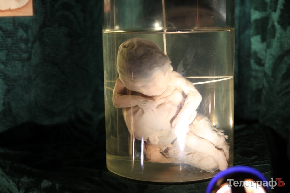 Двуглавый Паскуаль и грудь порноактрисы в Кременчуге Двуглавый Паскуаль и грудь порноактрисы в Кременчуге