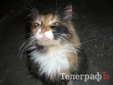 Щенки из мультика о-очень хотят домой! Щенки из мультика о-очень хотят домой!