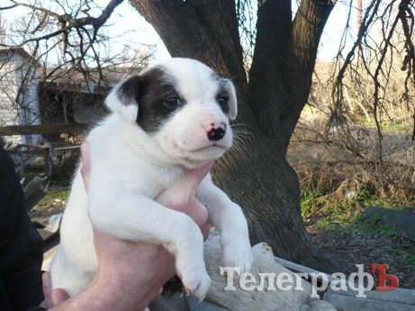 Щенки из мультика о-очень хотят домой! Щенки из мультика о-очень хотят домой!
