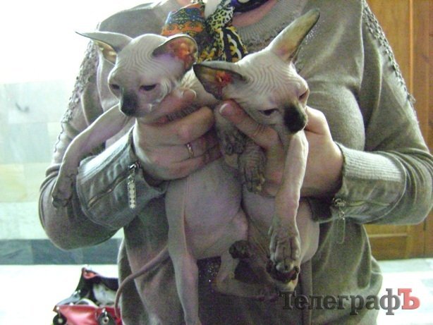 В Кременчуге на выставке можно полюбоваться кошачьей элитой В Кременчуге на выставке можно полюбоваться кошачьей элитой