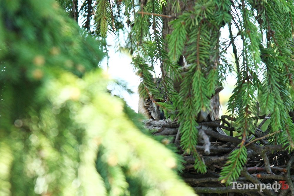 В Кременчугским лицее № 4 поселилась сова — символ учебного заведения В Кременчугским лицее № 4 поселилась сова — символ учебного заведения