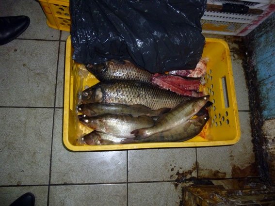 На Центральном рынке Кременчуга изъяли 100 килограммов некачественной рыбы На Центральном рынке Кременчуга изъяли 100 килограммов некачественной рыбы