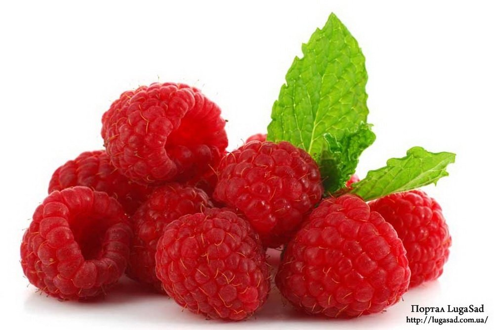 Ягідний сезон – смакуйте з користю! Ягідний сезон – смакуйте з користю!