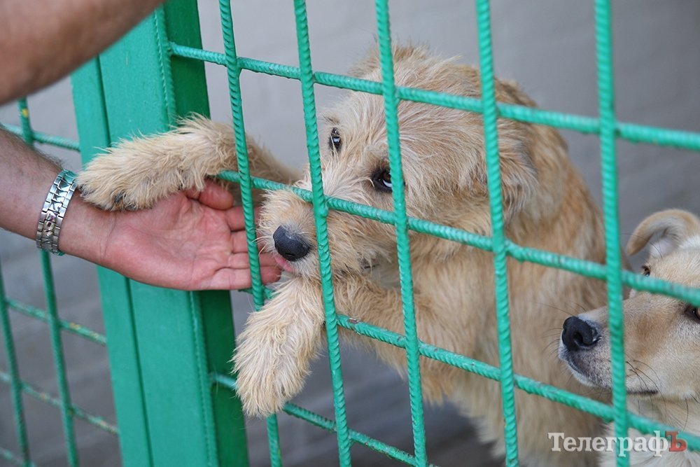 Собаче життя в притулку після скандалу Собаче життя в притулку після скандалу