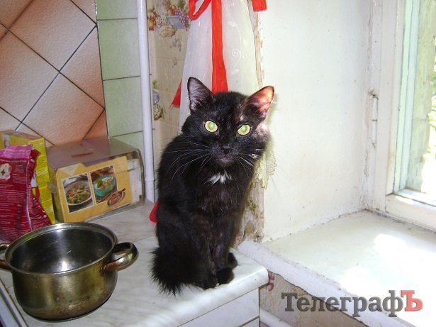 Кременчужанка держит в квартире 8 котов, соседи негодуют Кременчужанка держит в квартире 8 котов, соседи негодуют