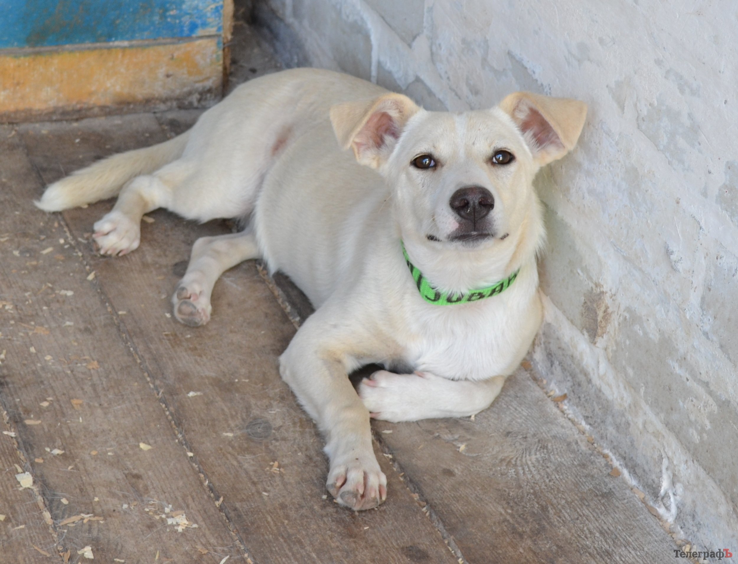 Стерилизованных кременчугских собак начали выпускать в места отлова Стерилизованных кременчугских собак начали выпускать в места отлова