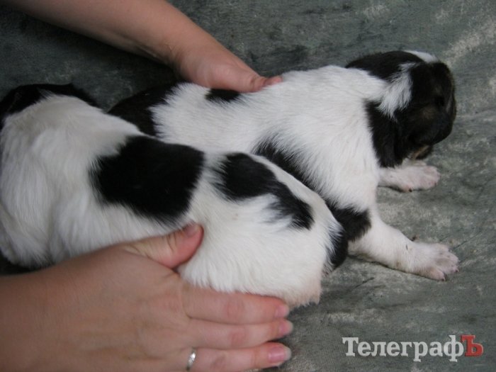 Кому пацанчиков? Кому пацанчиков?