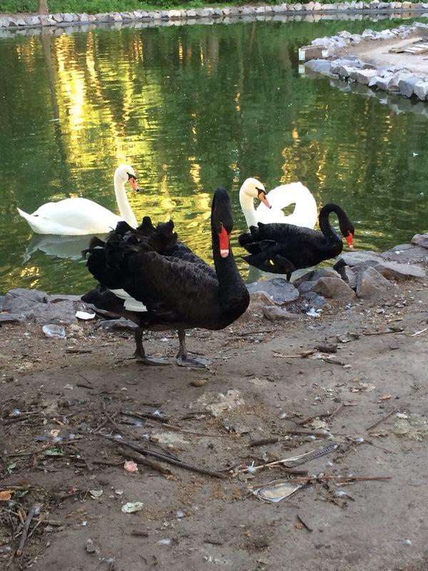 Лебедей в кременчугский Горсад привезла семья Погребных Лебедей в кременчугский Горсад привезла семья Погребных