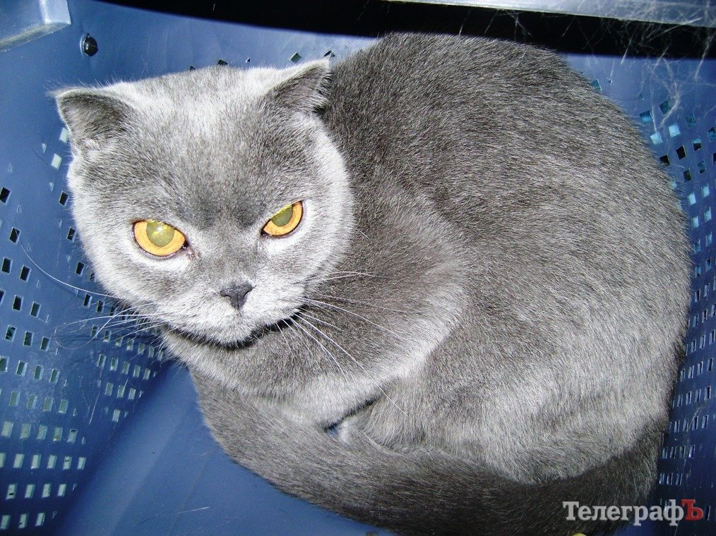 Кто вызволит из собачьего приюта благородную леди-кошку? Кто вызволит из собачьего приюта благородную леди-кошку?