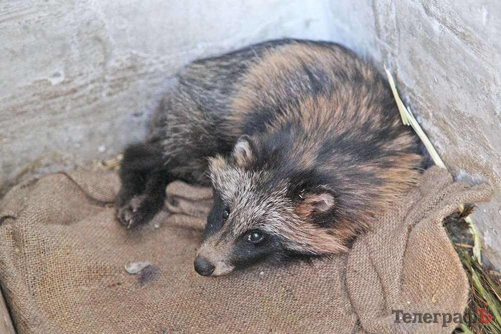В Кременчугском приюте для собак поселился енот В Кременчугском приюте для собак поселился енот