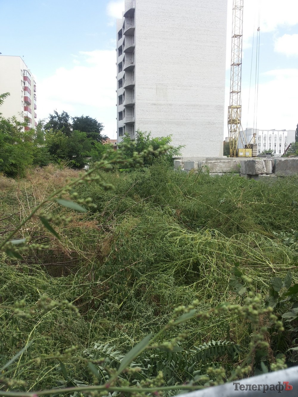 Из-за забора амброзии уже не видно. Можно предположить, что ее нет. Но она есть! Из-за забора амброзии уже не видно. Можно предположить, что ее нет. Но она есть!