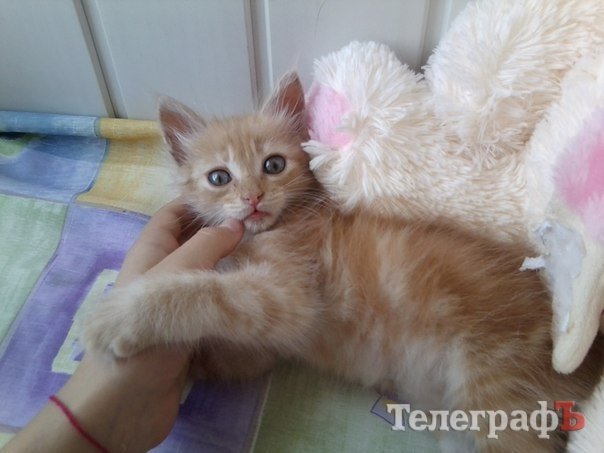 Милые котята готовы к переезду на ПМЖ Милые котята готовы к переезду на ПМЖ