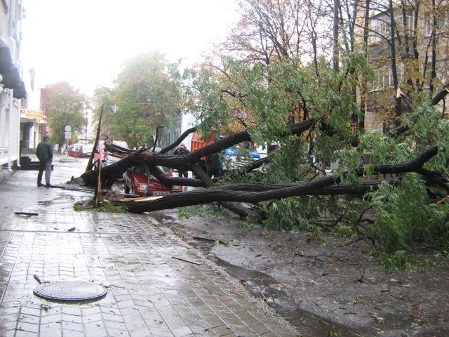 В центре города упавшая акация придавила "Славуту" В центре города упавшая акация придавила "Славуту"