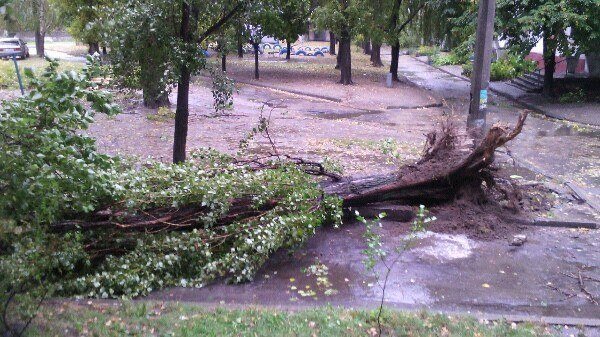 Непогода в Кременчуге 24 сентября - как минимум три машины привалило деревьями Непогода в Кременчуге 24 сентября - как минимум три машины привалило деревьями