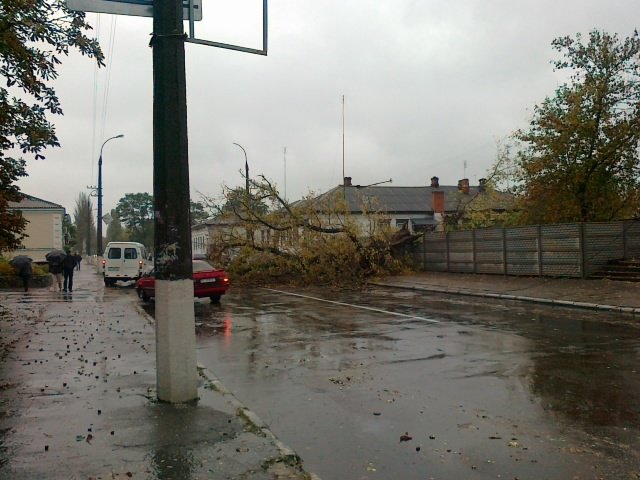Непогода в Кременчуге 24 сентября - как минимум три машины привалило деревьями Непогода в Кременчуге 24 сентября - как минимум три машины привалило деревьями