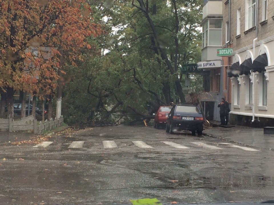 Непогода в Кременчуге 24 сентября - как минимум три машины привалило деревьями Непогода в Кременчуге 24 сентября - как минимум три машины привалило деревьями