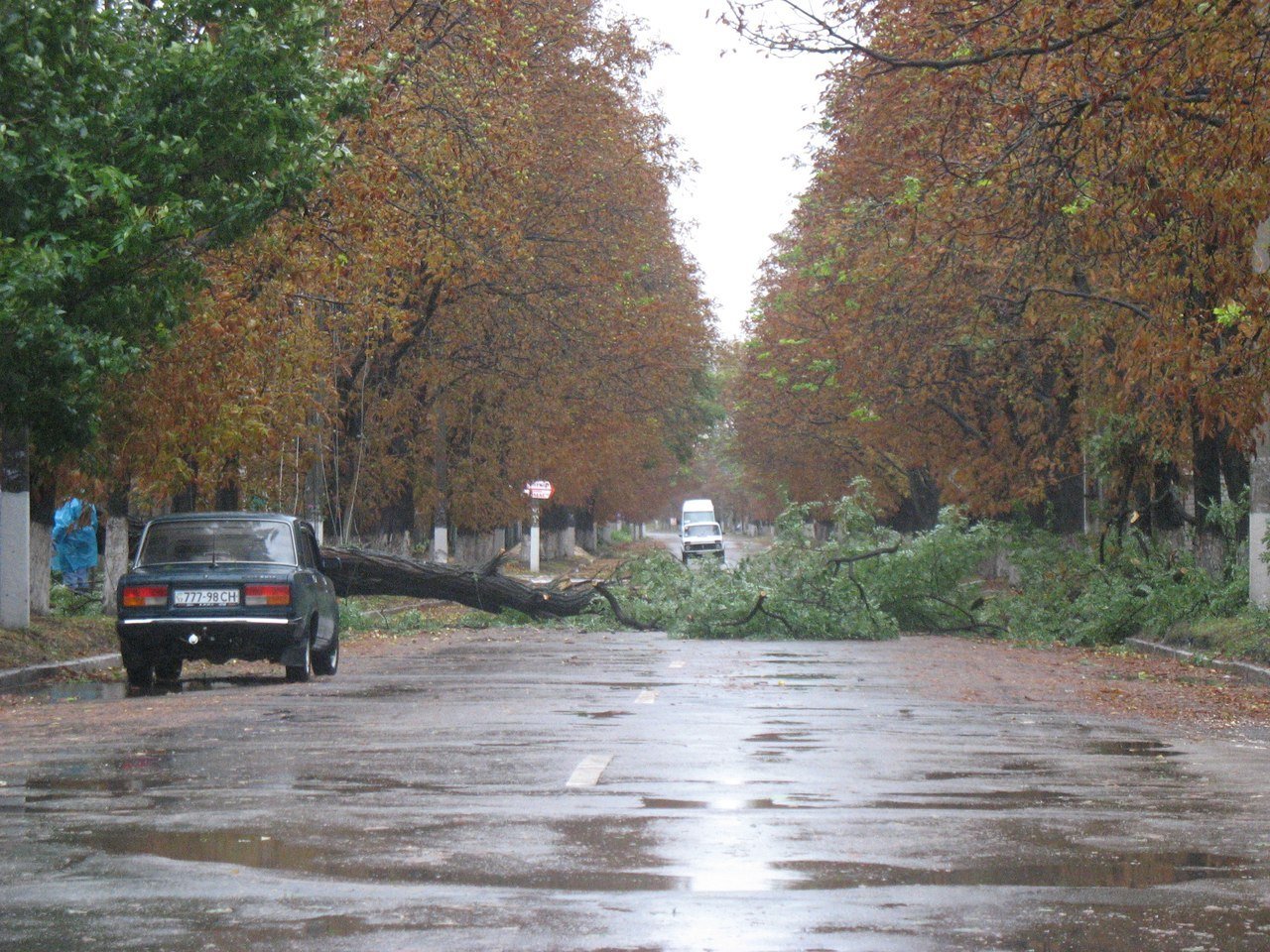 Непогода в Кременчуге 24 сентября - как минимум три машины привалило деревьями Непогода в Кременчуге 24 сентября - как минимум три машины привалило деревьями