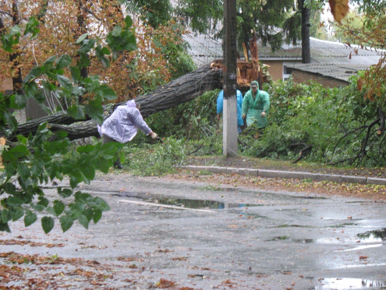Непогода в Кременчуге 24 сентября - как минимум три машины привалило деревьями Непогода в Кременчуге 24 сентября - как минимум три машины привалило деревьями