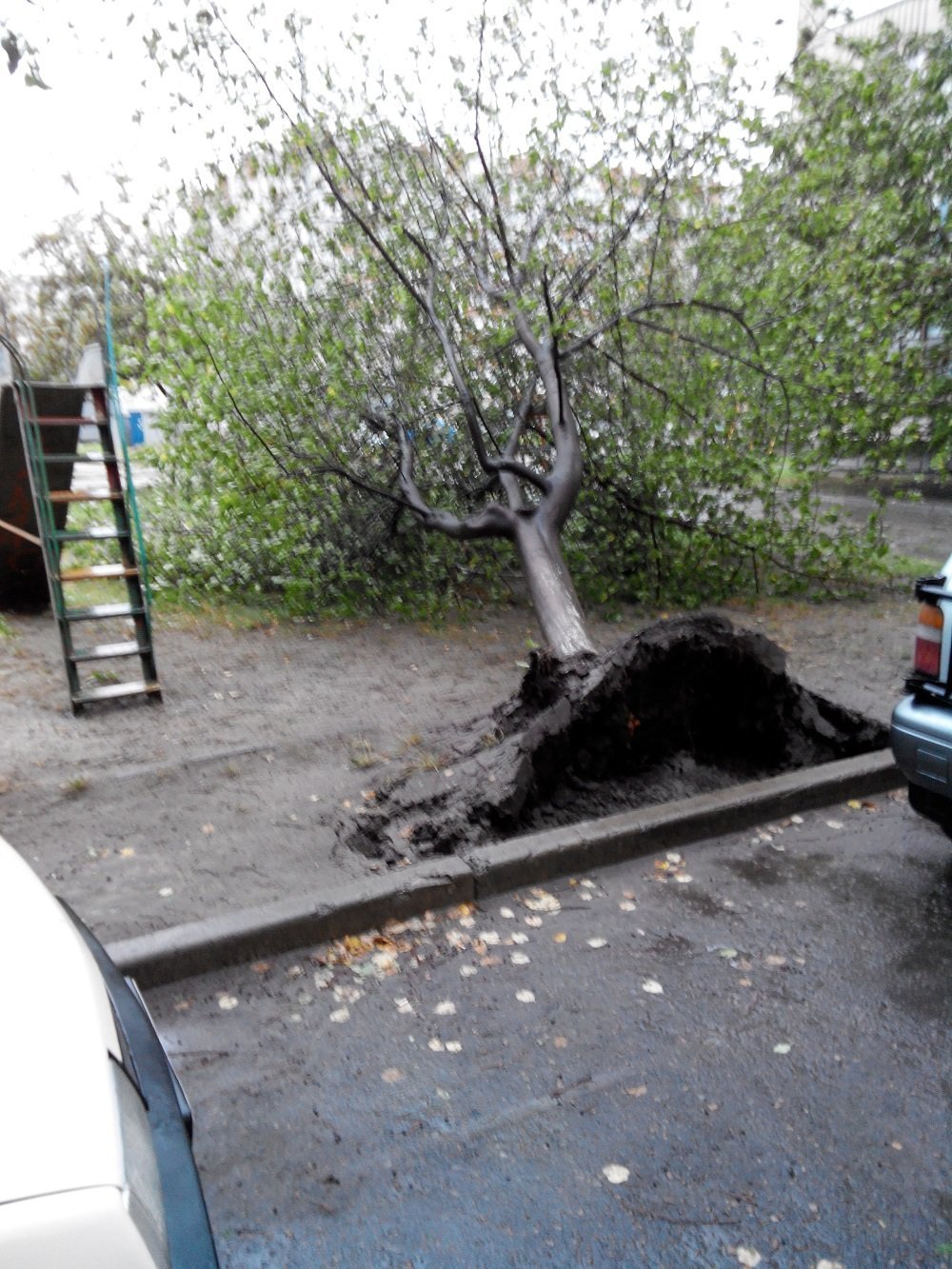 Непогода в Кременчуге 24 сентября - как минимум три машины привалило деревьями Непогода в Кременчуге 24 сентября - как минимум три машины привалило деревьями