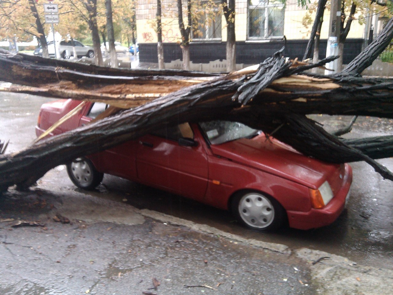 Непогода в Кременчуге 24 сентября - как минимум три машины привалило деревьями Непогода в Кременчуге 24 сентября - как минимум три машины привалило деревьями