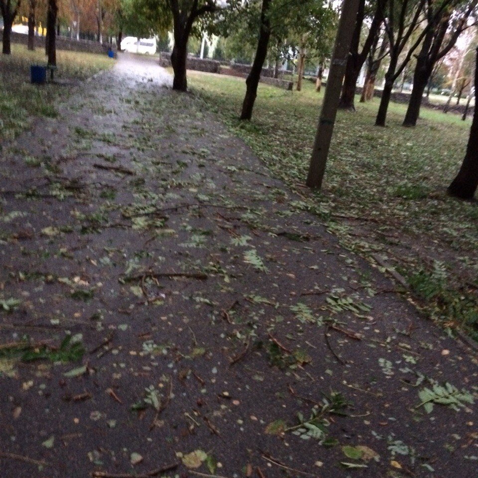 Непогода в Кременчуге 24 сентября - как минимум три машины привалило деревьями Непогода в Кременчуге 24 сентября - как минимум три машины привалило деревьями