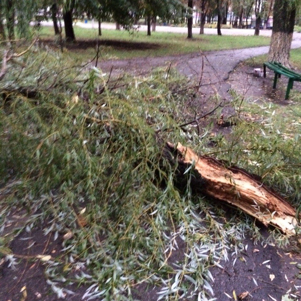 Непогода в Кременчуге 24 сентября - как минимум три машины привалило деревьями Непогода в Кременчуге 24 сентября - как минимум три машины привалило деревьями
